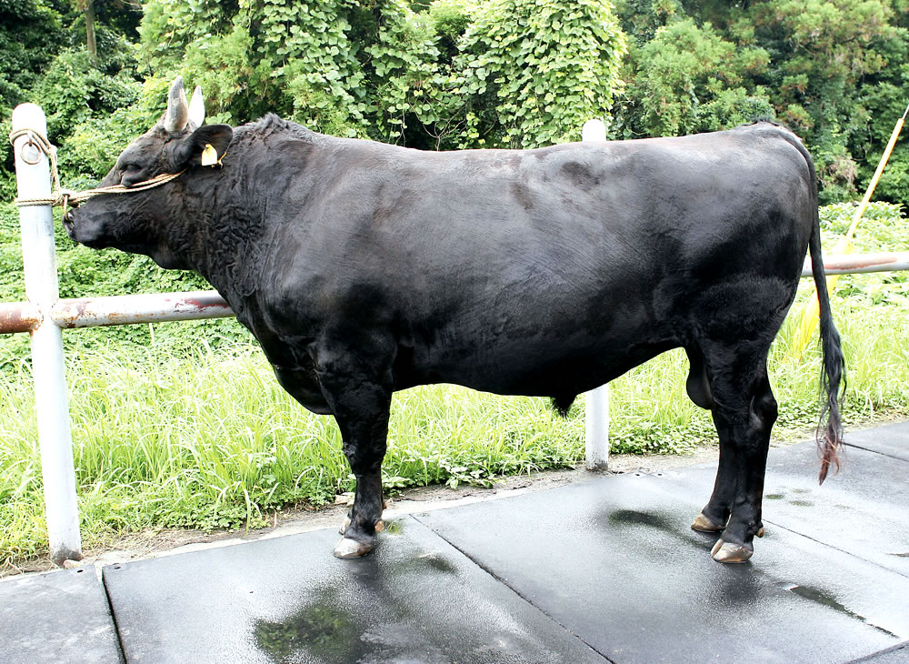 鹿児島 種雄 牛 の ランキング