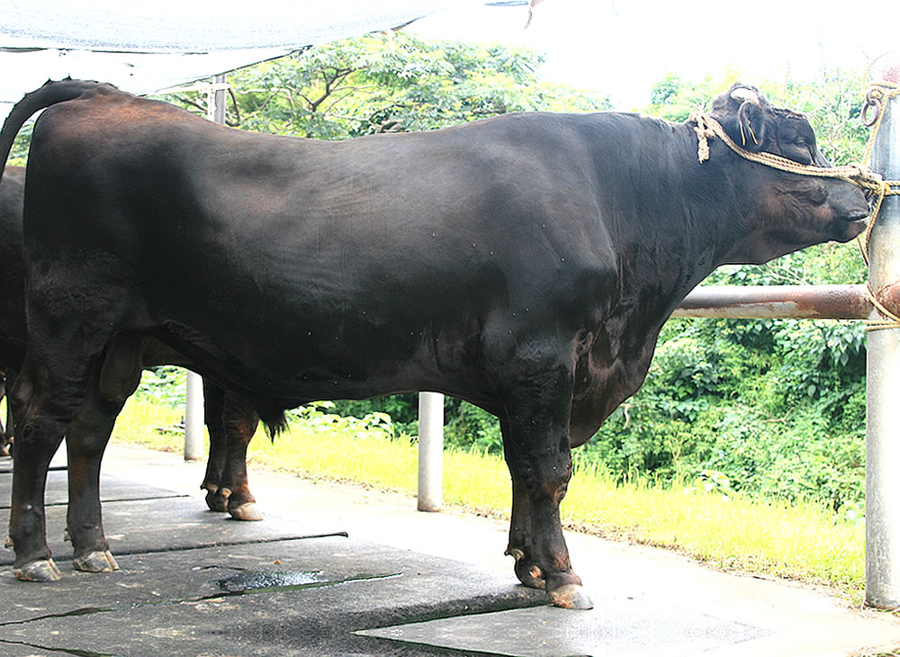 鹿児島 種雄 牛 の ランキング